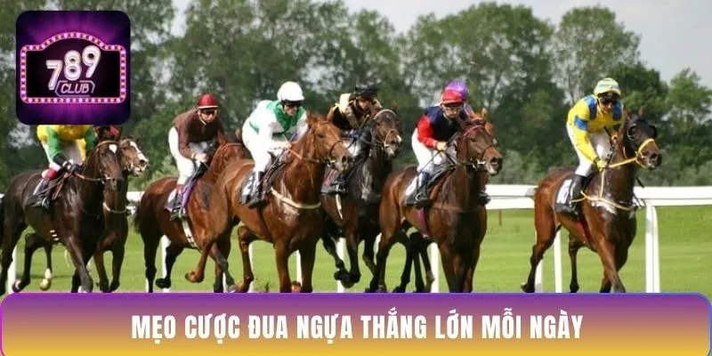 meo-cuoc-dua-ngua-thang-lon-moi-ngay